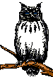 Owl_anim.gif