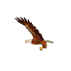 aigle-vole.gif