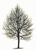 arbre.gif