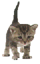 chaton.gif