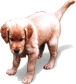 chiot.gif