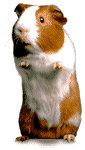 cochon-d_inde.gif