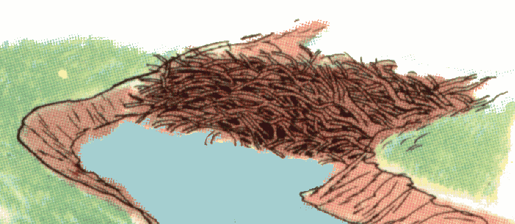 habitat-castor.gif